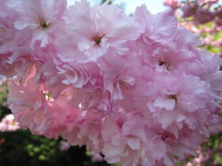 Free Stock Photo of Cherry Blossoms 2