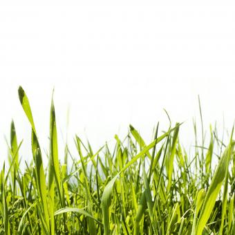 Free Stock Photo of Grass 
