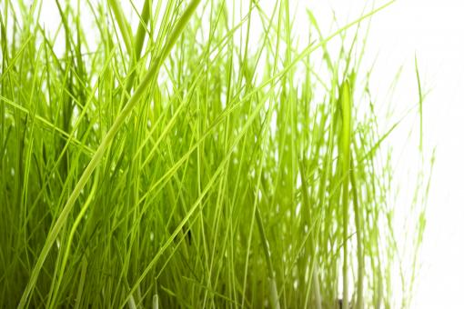 Free Stock Photo of Grass 