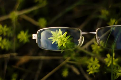 Free Stock Photo of grass & glasses