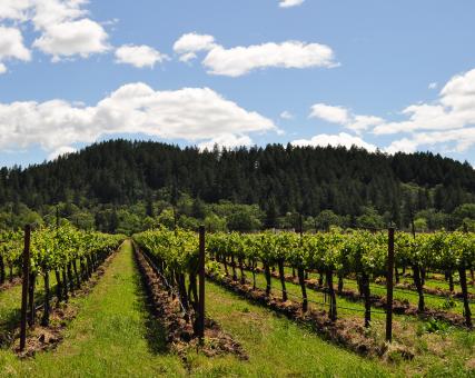 Free Stock Photo of Napa Vineyard