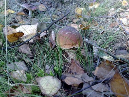 Free Stock Photo of Fungus