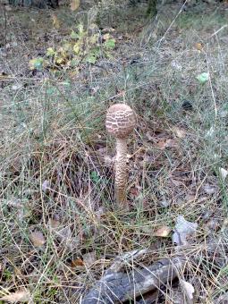 Free Stock Photo of Fungus