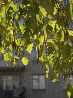 Free Stock Photo of Tree