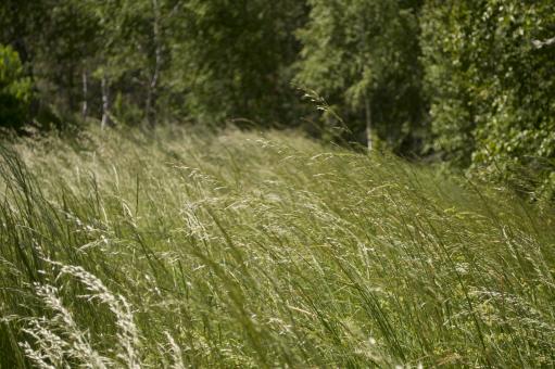 Free Stock Photo of Grass