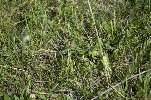 Free Stock Photo of Green lizard