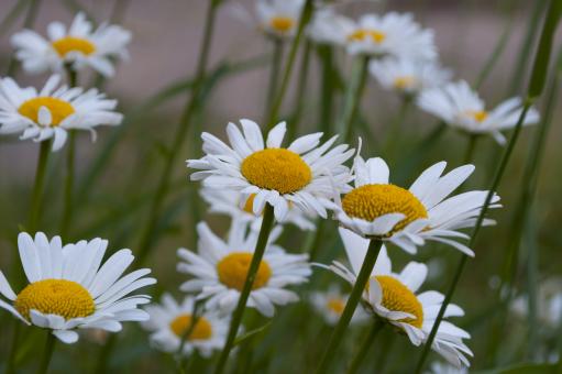 Free Stock Photo of Camomile
