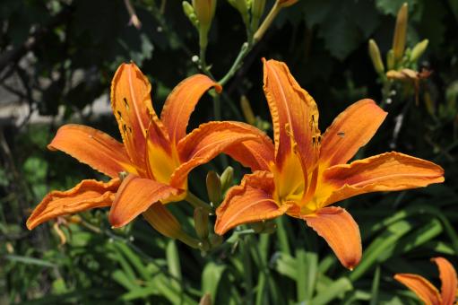 Free Stock Photo of Orange lily