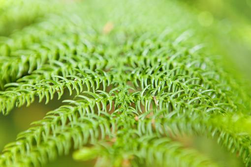 Free Stock Photo of Green Fern Plant