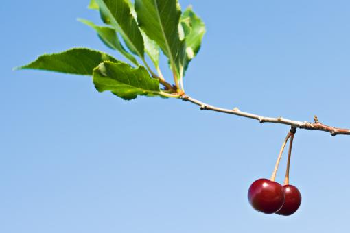 Free Stock Photo of Cherries on a Branch