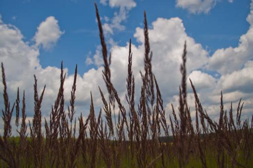 Free Stock Photo of Grass