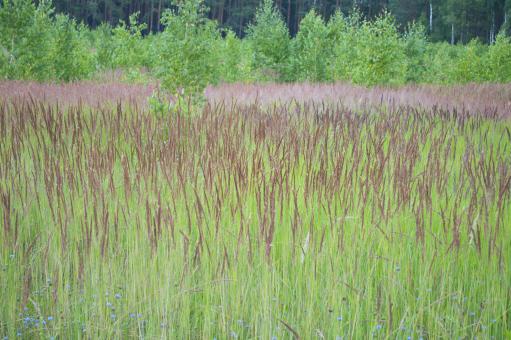 Free Stock Photo of Grass