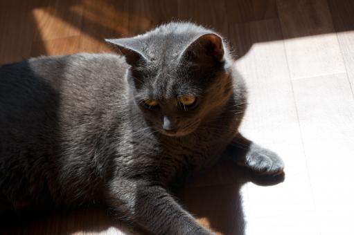 Free Stock Photo of Cat