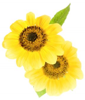 Free Stock Photo of Sunflowers
