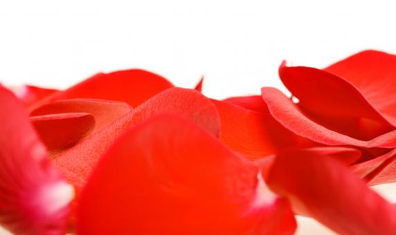 Free Stock Photo of Rose petals