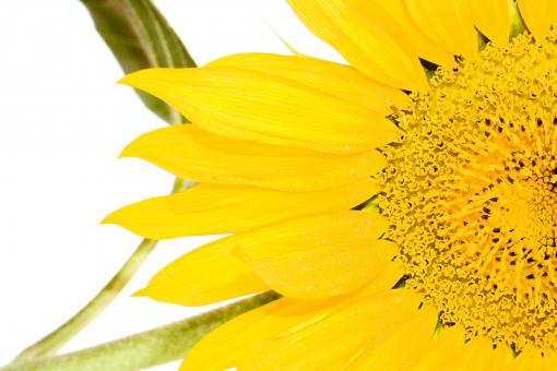 Free Stock Photo of Sunflower 