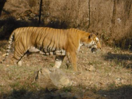 Free Stock Photo of Tiger