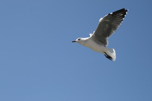 Free Stock Photo of Seagull