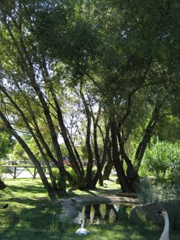 Free Stock Photo of Trees and geeze