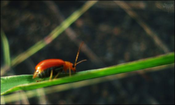 Free Stock Photo of Red Beetle