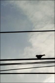 Free Stock Photo of Bird on cable