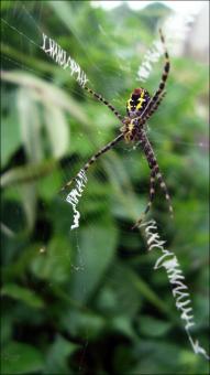 Free Stock Photo of Spider