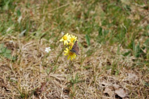 Free Stock Photo of Flower and butterfly