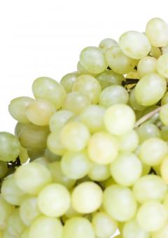 Free Stock Photo of grape