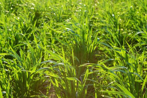 Free Stock Photo of Grass background