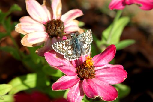 Free Stock Photo of Flower with butterfly