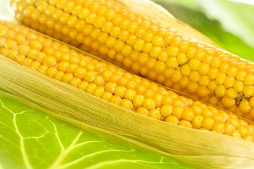 Free Stock Photo of corn