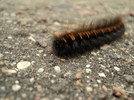 Free Stock Photo of Caterpillar