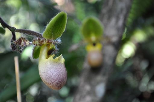 Free Stock Photo of Lady Slipper Orchid