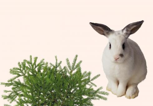 Free Stock Photo of Bunny