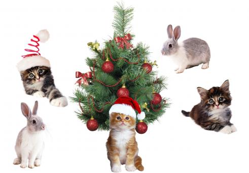 Free Stock Photo of Christmas Pets