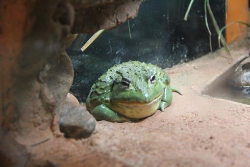 Free Stock Photo of Wild Frog