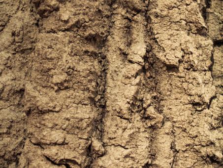 Free Stock Photo of Wood crust