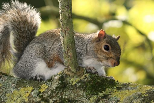 Free Stock Photo of Squirrel
