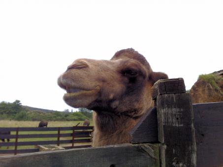 Free Stock Photo of Camel in an open Zoo in Northern Spain