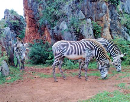 Free Stock Photo of Zebra in an open Zoo in Northern Spain