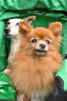Free Stock Photo of Two toy dogs in carriage