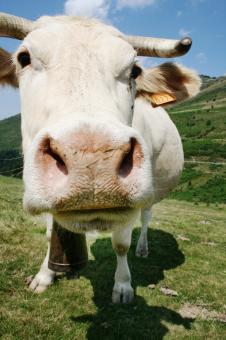 Free Stock Photo of white cow