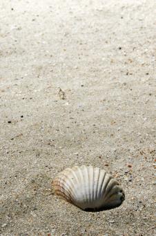 Free Stock Photo of shell on beach