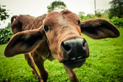 Free Stock Photo of Cow