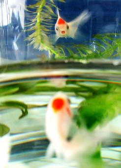 Free Stock Photo of Fish in bowl