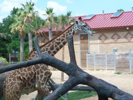Free Stock Photo of Giraffe