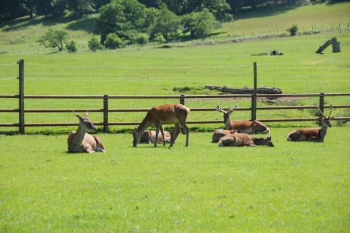 Free Stock Photo of Herd of deer