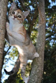 Free Stock Photo of Cat in tree