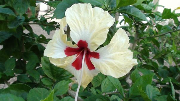 Free Stock Photo of White Hibiscus