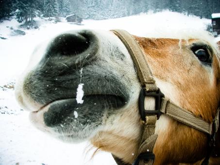 Free Stock Photo of Horse in the snow